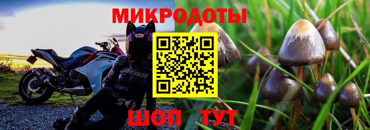 Галлюциногенные грибы Psilocybe Спасск-Дальний